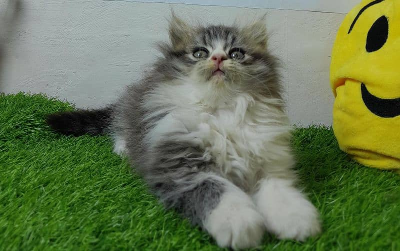 Persian cat | Persian kitten |Triple coated kitten |Eyes color Hazel 11