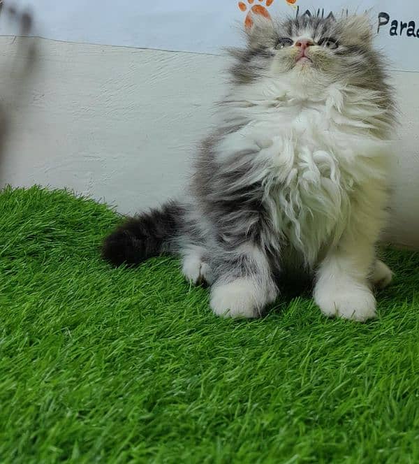 Persian cat | Persian kitten |Triple coated kitten |Eyes color Hazel 12