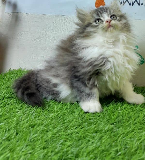 Persian cat | Persian kitten |Triple coated kitten |Eyes color Hazel 13