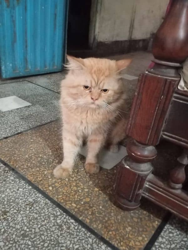 Male Persian Cat for Sale 0