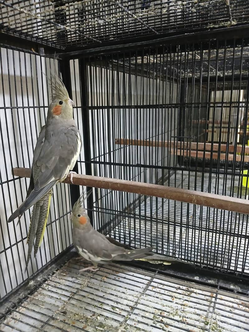 Exhibition Cockatiel for Sale – Lahore main Parindon ki Sab Se Bari M 3