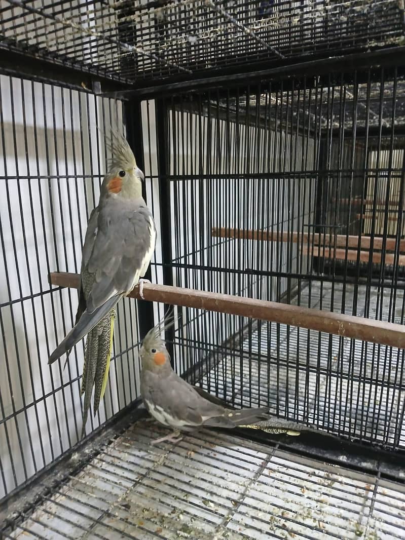 Exhibition Cockatiel for Sale – Lahore main Parindon ki Sab Se Bari M 4