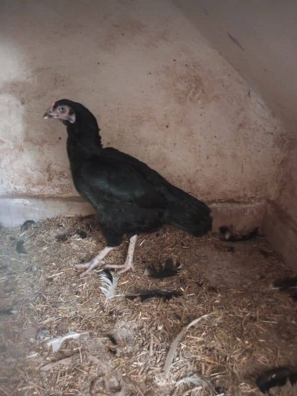 Aseel hen for sale 0