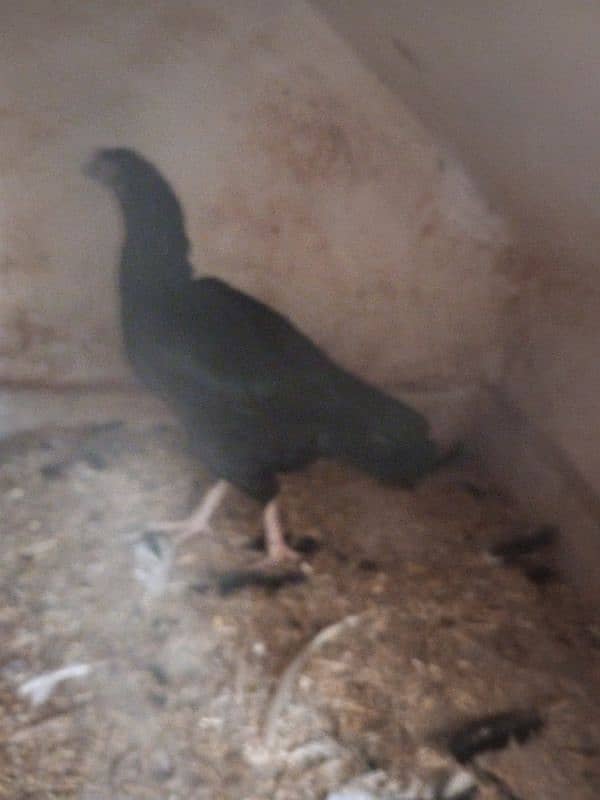 Aseel hen for sale 1