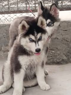 siberian husky puppies | Blue eyes husky Puppy Dog | Wolly coat Puppy