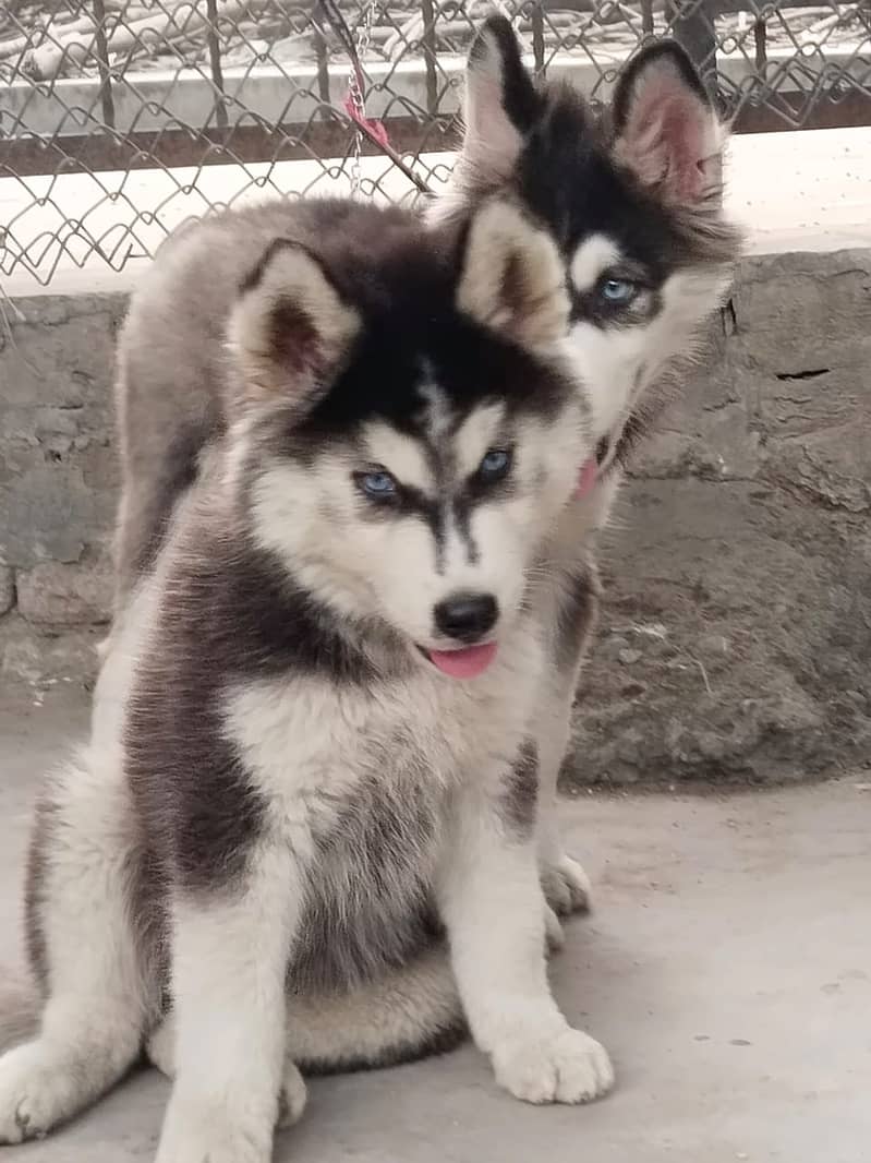 siberian husky puppies | Blue eyes husky Puppy Dog | Wolly coat Puppy 0