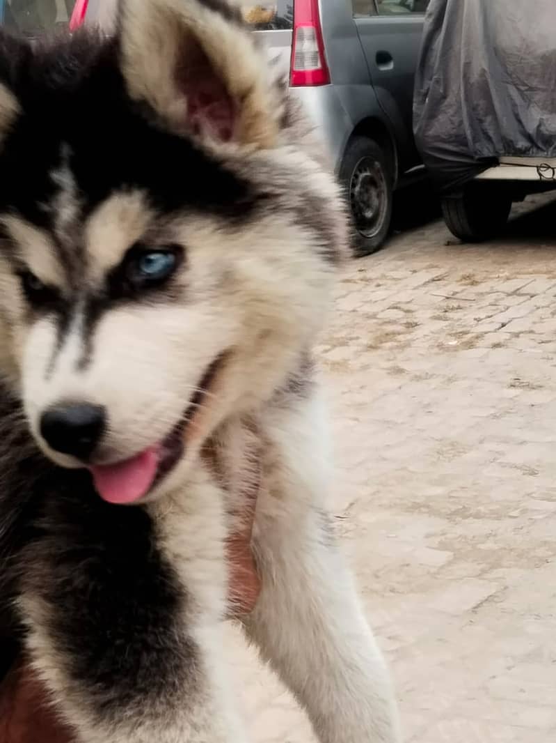 siberian husky puppies | Blue eyes husky Puppy Dog | Wolly coat Puppy 4