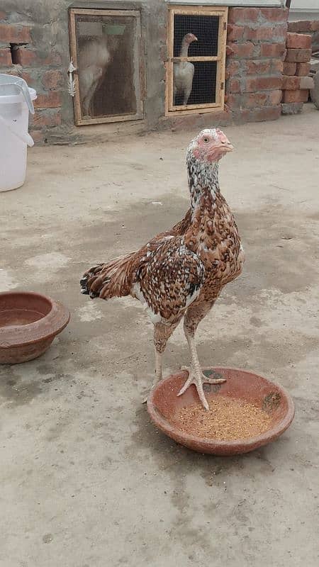 Aseel Madi/ Aseel female/ Aseel Murgi/ Aseel Breeder/ Aseel Hen 0