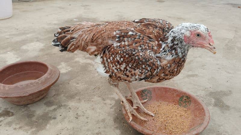 Aseel Madi/ Aseel female/ Aseel Murgi/ Aseel Breeder/ Aseel Hen 3