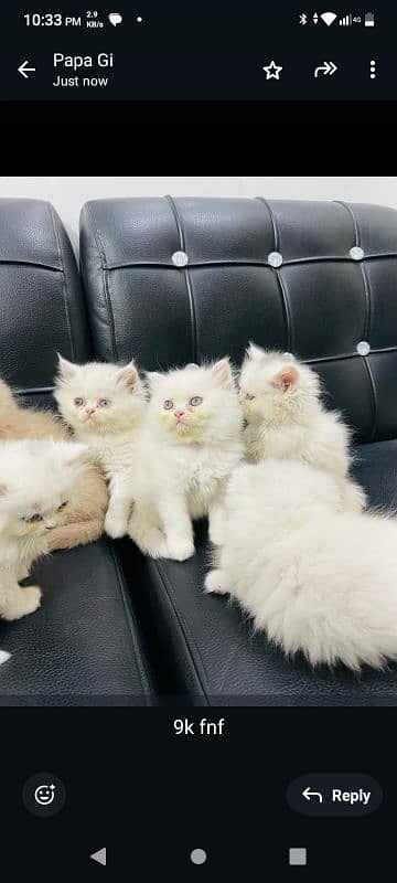 more cats available 1