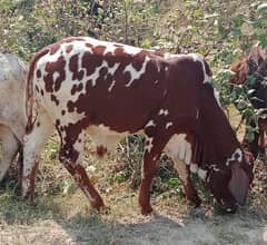 Cholistani Bachra Desi bull