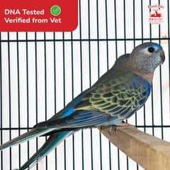 Common Bourke Parakeet for Sale – Birds Market Lahore