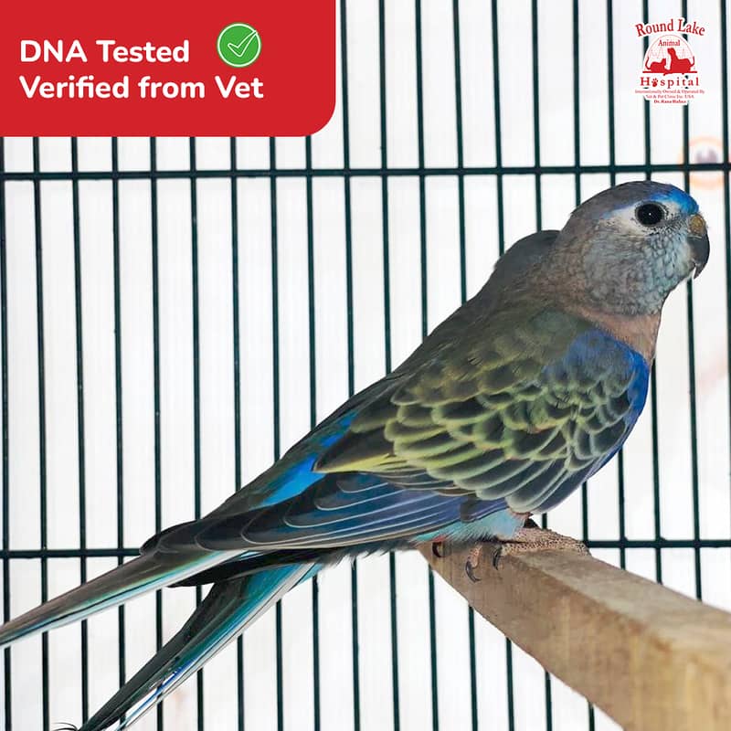 Common Bourke Parakeet for Sale – Birds Market Lahore 0