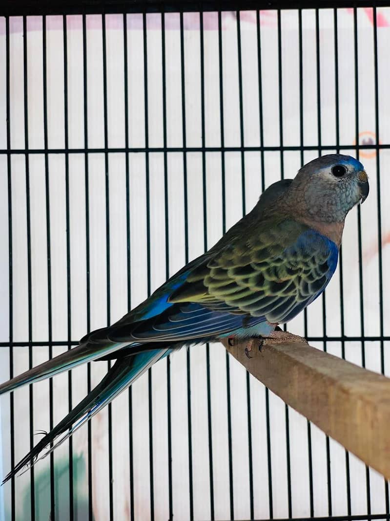 Common Bourke Parakeet for Sale – Birds Market Lahore 1