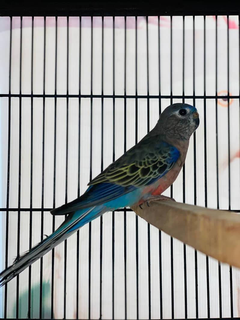 Common Bourke Parakeet for Sale – Birds Market Lahore 2