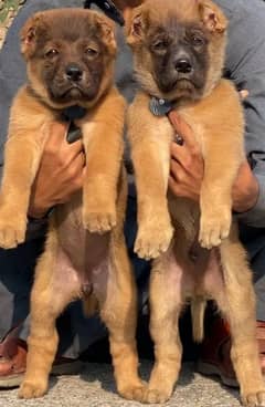 Turkish kangal dogs far sale 03287576736 call wahtasp