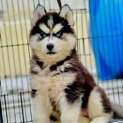 BLUE EYES SIBERIAN HUSKY PUPPY