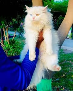 Persian kitten for urgent sale