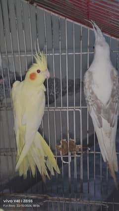 Cockatiel V Pied Male