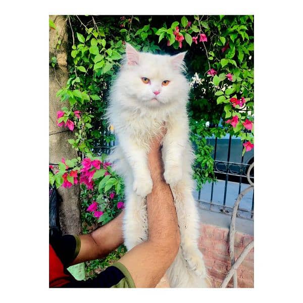 Persian hamalian british punch face piki face cat's and kitten's 8