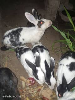 Male Rabbits