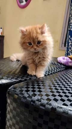 Persian kitten for urgent   number 03287625932 WhatsApp