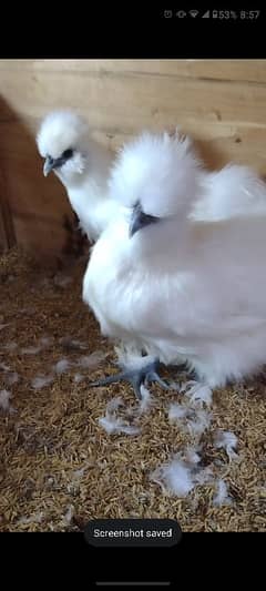 White silkie fresh breeders