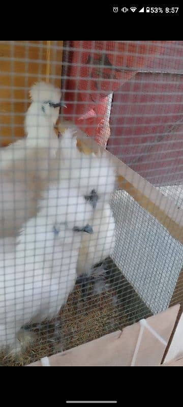 White silkie fresh breeders 1