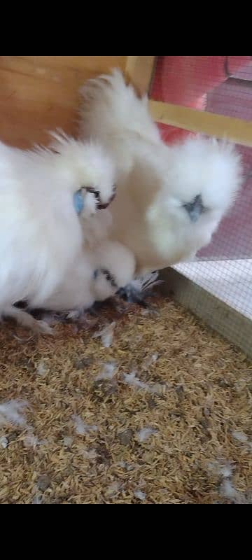 White silkie fresh breeders 2