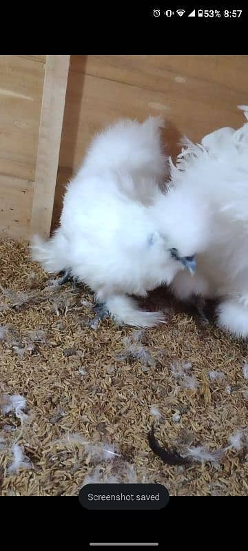 White silkie fresh breeders 3