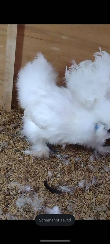 White silkie fresh breeders 4