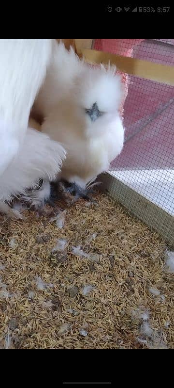 White silkie fresh breeders 5