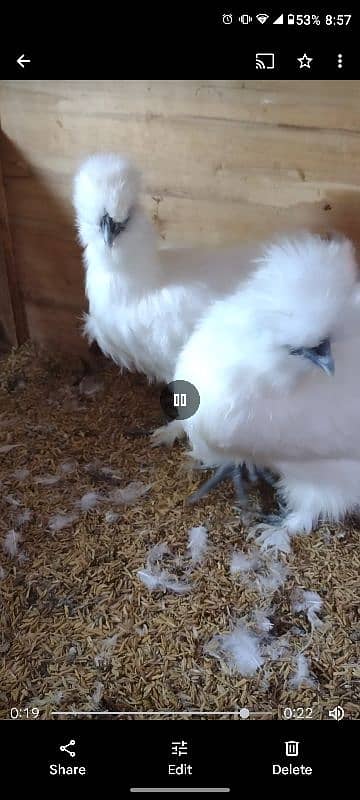 White silkie fresh breeders 6