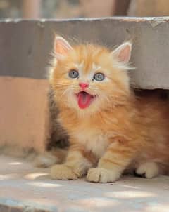 Persian kittens for sale 03287576736 call wahtasp