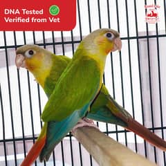 Breeder Pair Pineapple Conure for Sale - Birds Market Lahore