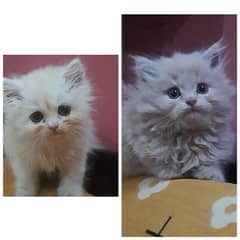 pair of persian kittens triple coat male or female