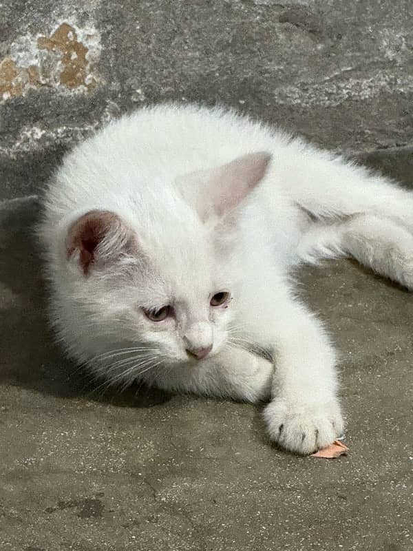 Persian Male kitten 0