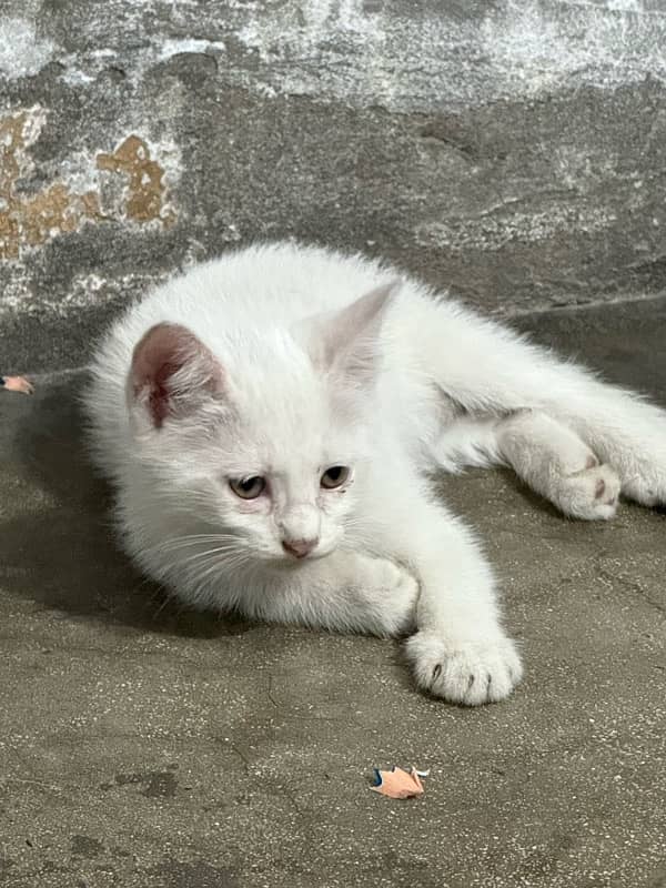 Persian Male kitten 2