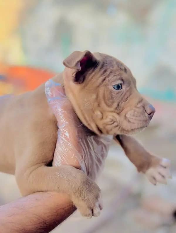 Pitbull | Pittbull Best Quality pups 0