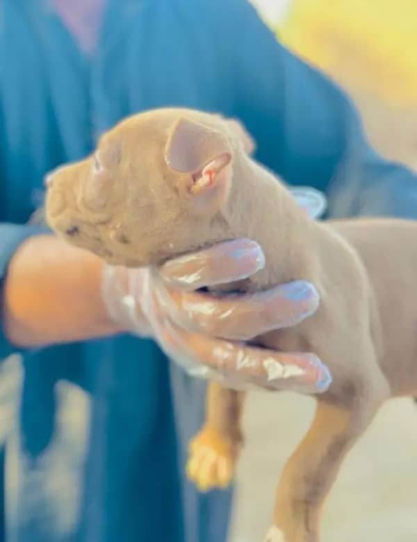 Pitbull | Pittbull Best Quality pups 2