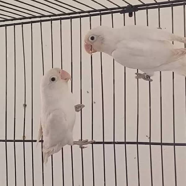 Albino Possible Split Pair 0