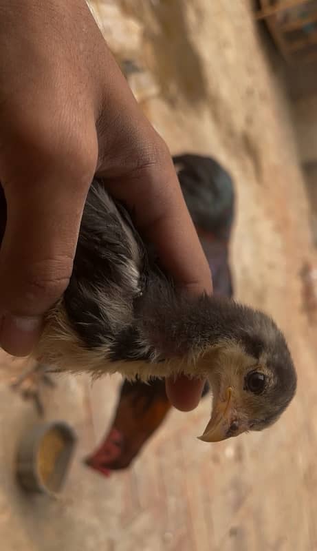 Burmi Chicks of this pair available and Pakistani chicks pathe Pathi 4