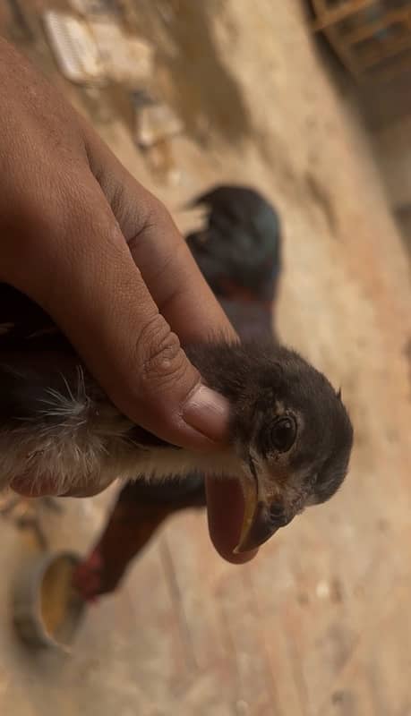 Burmi Chicks of this pair available and Pakistani chicks pathe Pathi 5