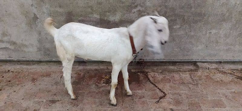 MUHAMAD PURI BAKRA FOR SALE 2