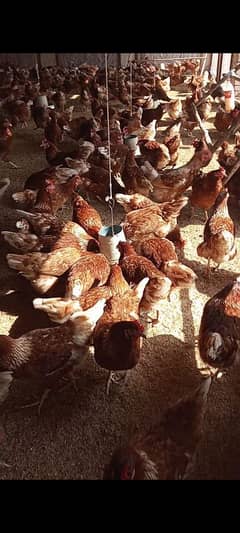 lohmann brown hens