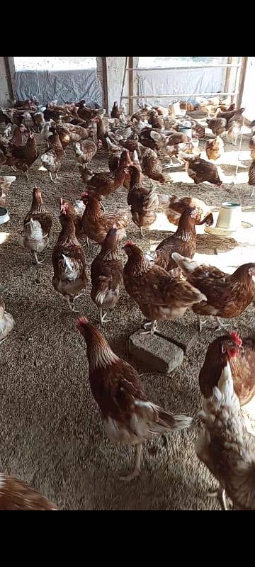 lohmann brown hens 2