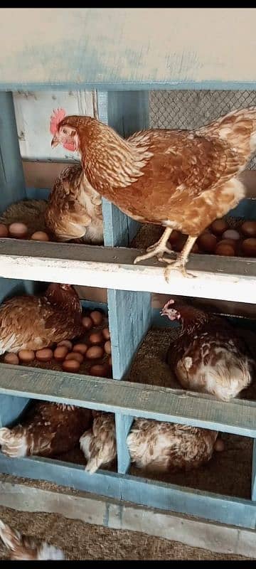 lohmann brown hens 4