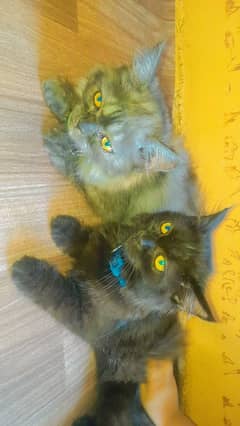 Persian kitten pair