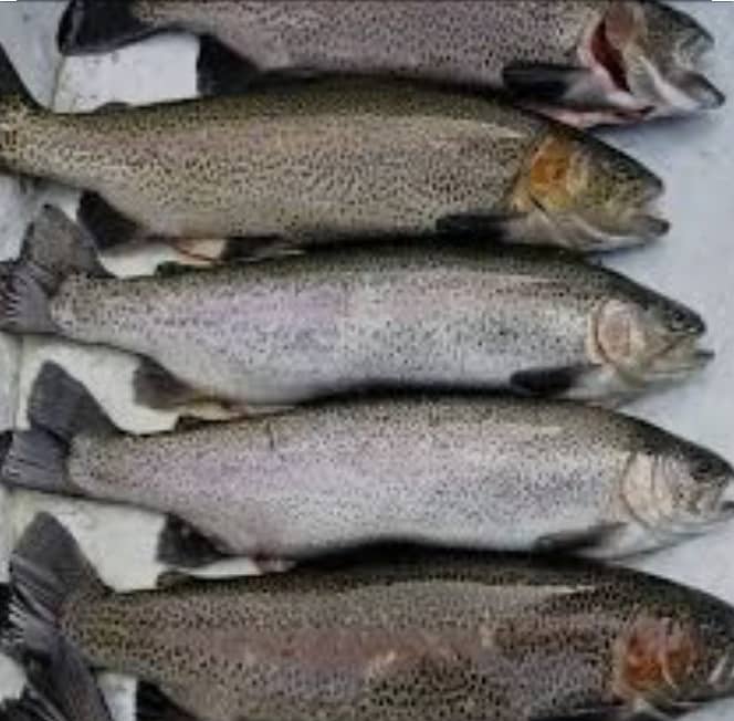 We have swat famous trout fish. 2