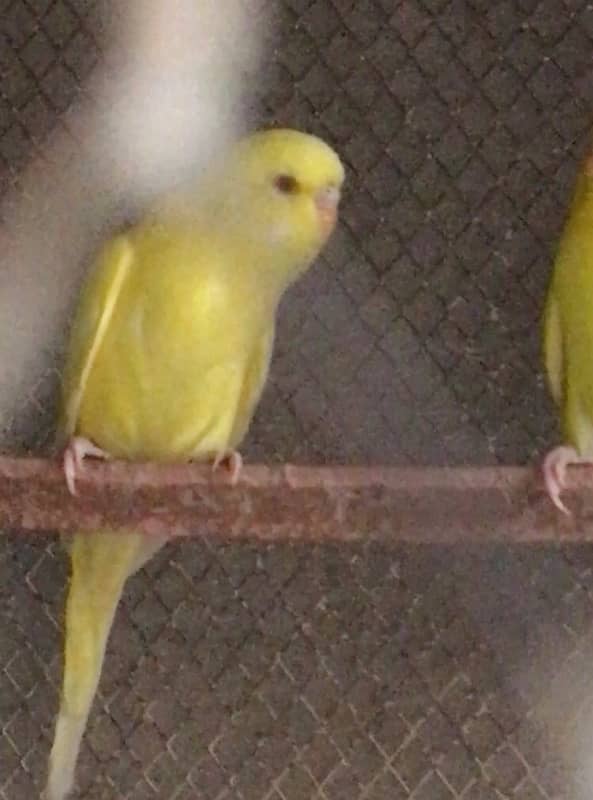 Exibition,Tcb, Australian parrots 7